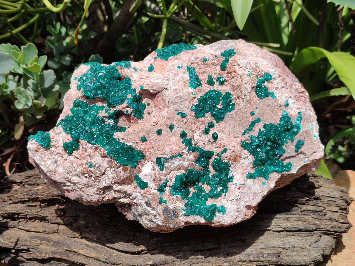 Natural Dioptase On Dolomite Specimen x 1 From Likasi, Congo