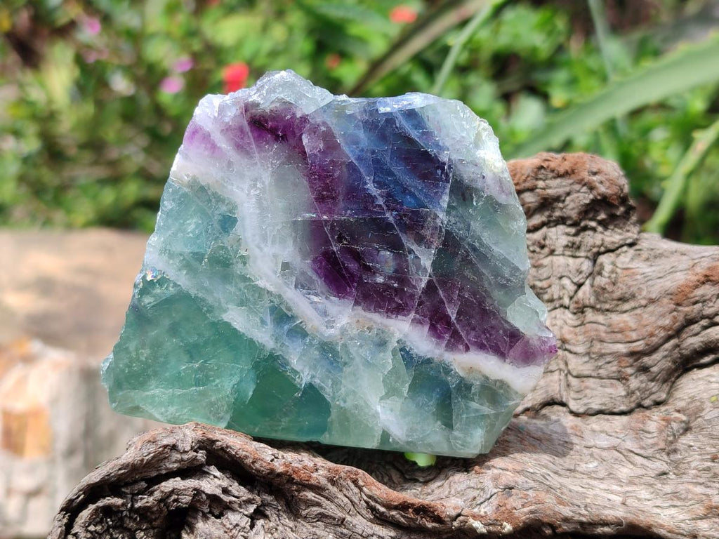 Polished On One Side Watermelon Fluorite Slices x 6 From Uis, Namibia