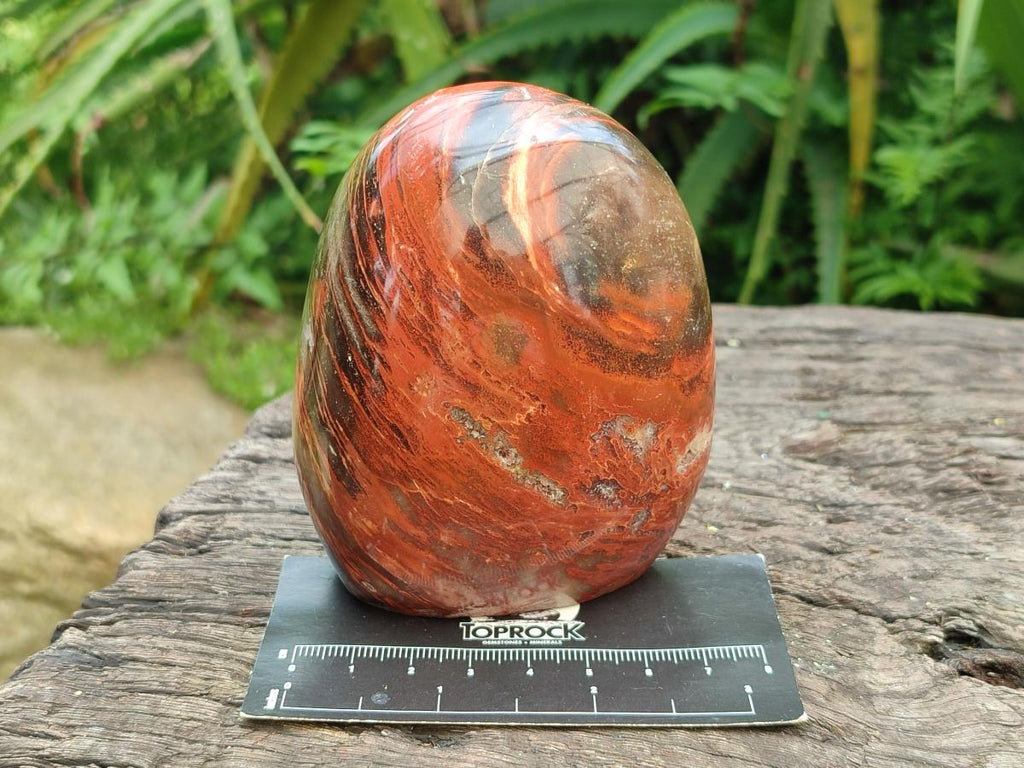 Polished Red Podocarpus Petrified Wood Standing Free Forms x 4 From Mahajanga, Madagascar