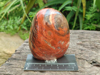 Polished Red Podocarpus Petrified Wood Standing Free Forms x 4 From Mahajanga, Madagascar