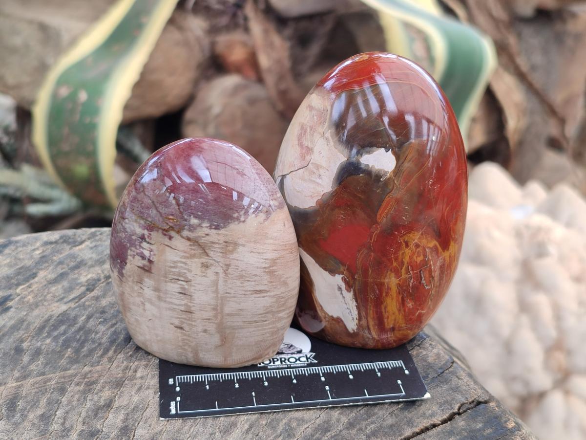 Polished Red Podocarpus Petrified Wood Standing Free Forms x 4 From Mahajanga, Madagascar
