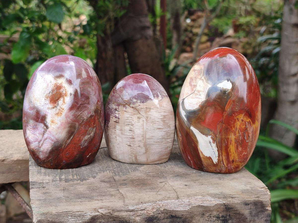 Polished Red Podocarpus Petrified Wood Standing Free Forms x 4 From Mahajanga, Madagascar