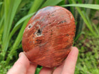 Polished Red Podocarpus Petrified Wood Standing Free Forms x 4 From Mahajanga, Madagascar