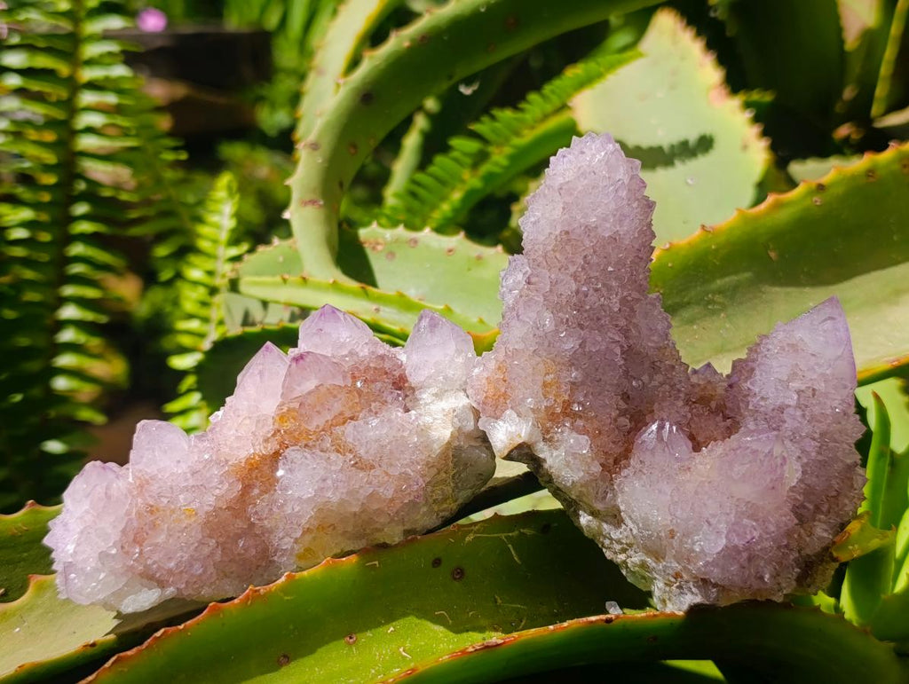 Natural Lilac Amethyst Spirit Quartz Clusters x 6 From Boekenhouthoek, South Africa