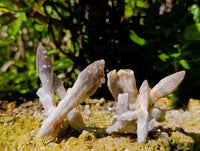 Natural Drusy Quartz Coated Black Tipped Calcite Pseudomorph Specimens x 12 From Albert's Mountain, Lesotho