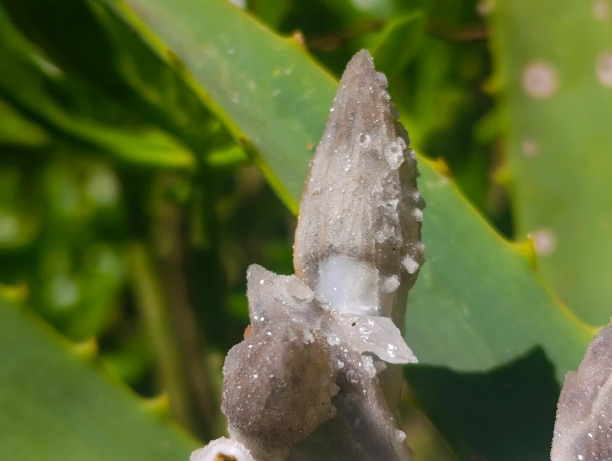 Natural Drusy Quartz Coated Black Tipped Calcite Pseudomorph Specimens x 12 From Albert's Mountain, Lesotho