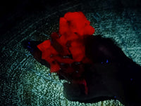 Natural Drusy Quartz Coated Black Tipped Calcite Pseudomorph Specimens x 12 From Albert's Mountain, Lesotho