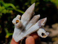 Natural Drusy Quartz Coated Black Tipped Calcite Pseudomorph Specimens x 12 From Albert's Mountain, Lesotho