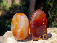 Polished Carnelian Agate Gemstone Standing Free Forms x 12 From Madagascar