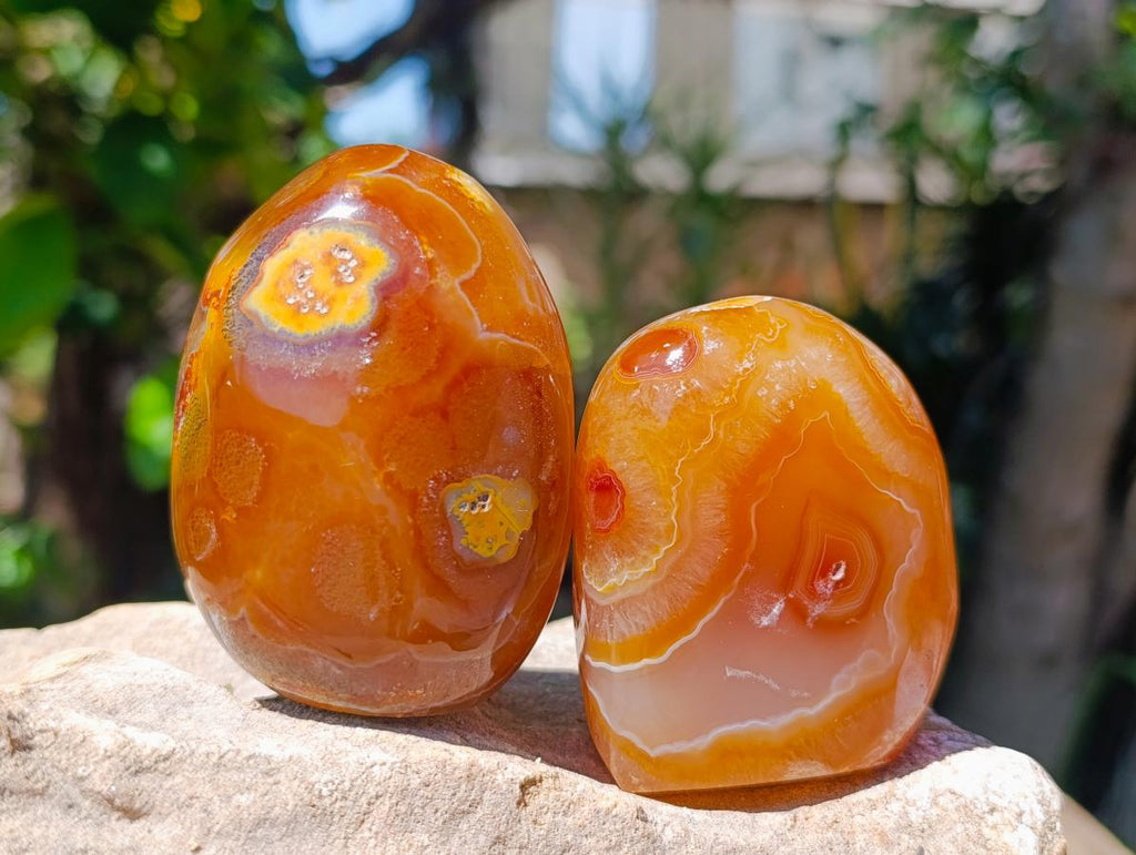 Polished Carnelian Agate Gemstone Standing Free Forms x 12 From Madagascar - Toprock Gemstones and Minerals 