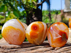 Polished Carnelian Agate Gemstone Standing Free Forms x 12 From Madagascar - Toprock Gemstones and Minerals 