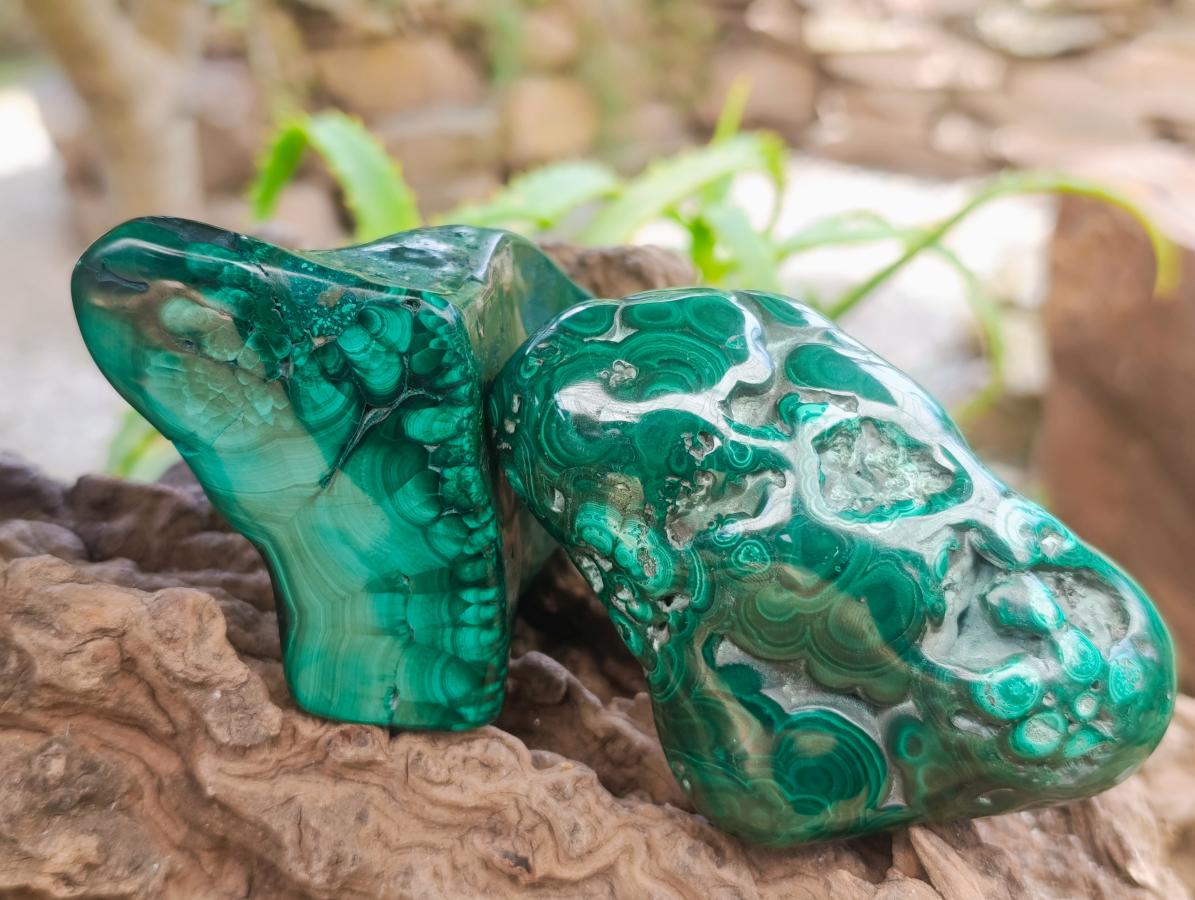 Polished Flower Banded Malachite Free Forms x 4 From Congo