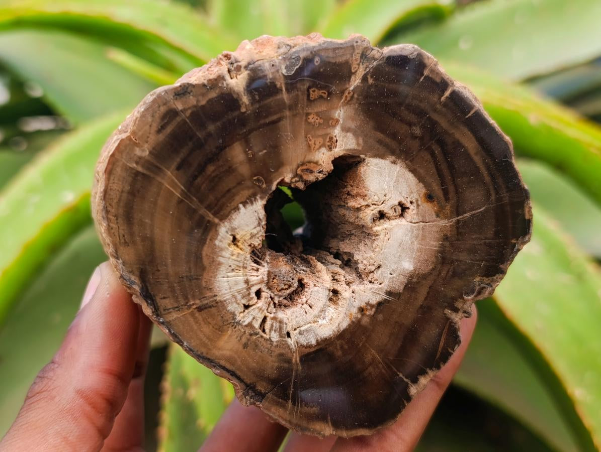 Polished On One Side Petrified Wood Branches x 3 From Gokwe, Zimbabwe