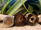 Polished On One Side Petrified Wood Branches x 3 From Gokwe, Zimbabwe