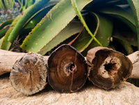 Polished On One Side Petrified Wood Branches x 3 From Gokwe, Zimbabwe