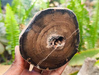 Polished On One Side Petrified Wood Branches x 3 From Gokwe, Zimbabwe