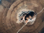Polished On One Side Petrified Wood Branches x 3 From Gokwe, Zimbabwe