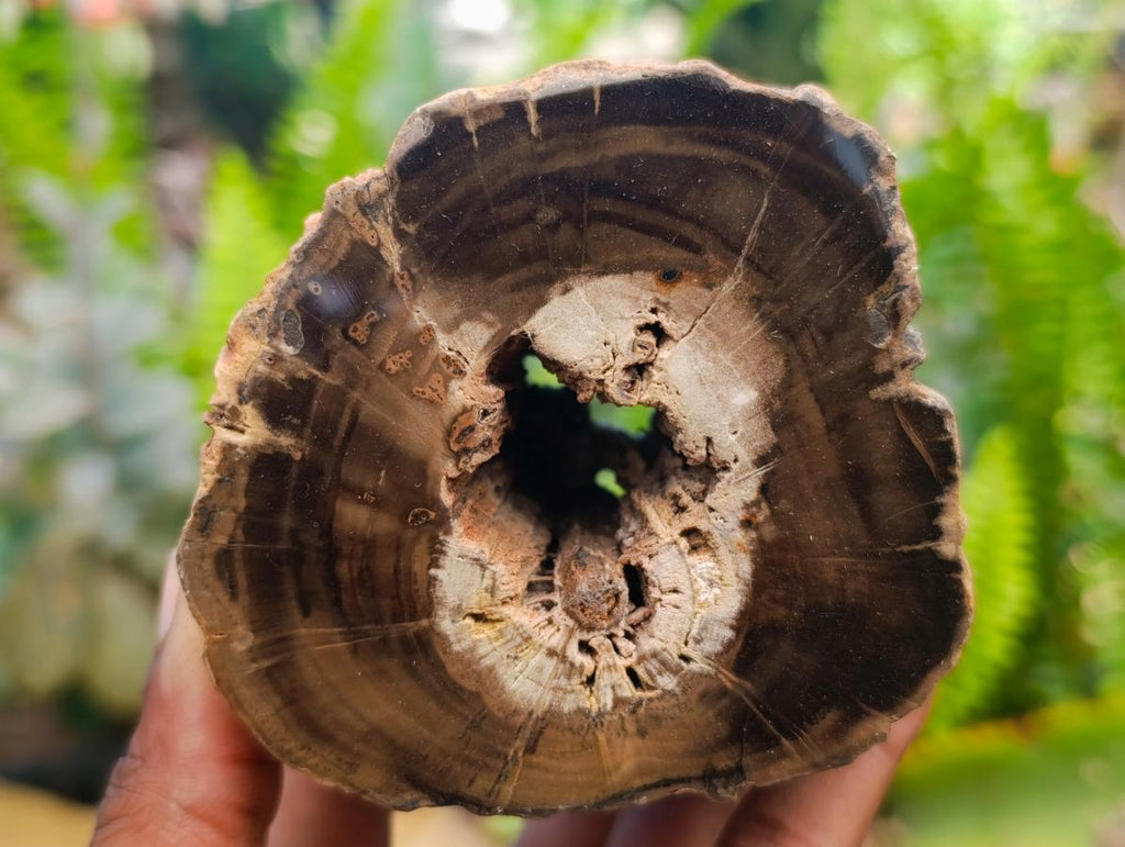 Polished On One Side Petrified Wood Branches x 3 From Gokwe, Zimbabwe