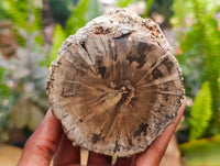 Polished On One Side Petrified Wood Branches x 3 From Gokwe, Zimbabwe