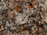 Polished On One Side Petrified Wood Branches x 3 From Gokwe, Zimbabwe