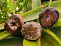 Polished On One Side Petrified Wood Branches x 3 From Gokwe, Zimbabwe