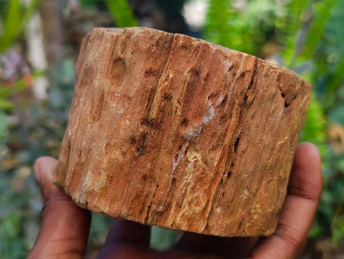 Polished On One Side Petrified Wood Branches x 3 From Gokwe, Zimbabwe