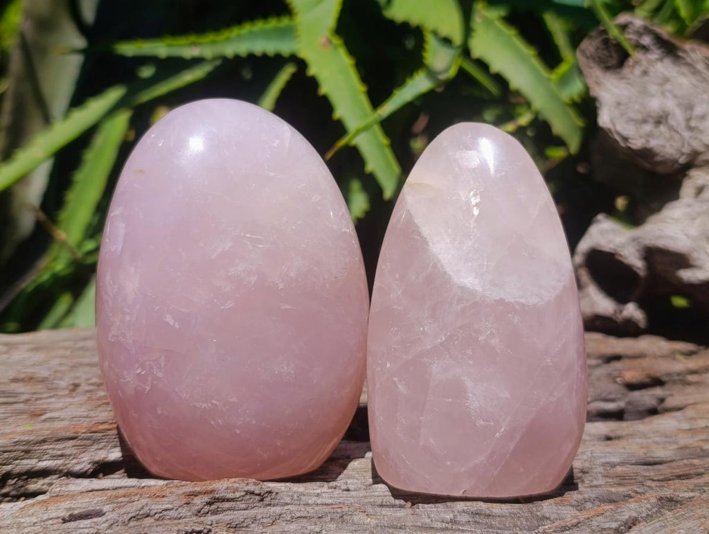 Polished Gemmy Rose Quartz Standing Free Forms x 6 From Madagascar