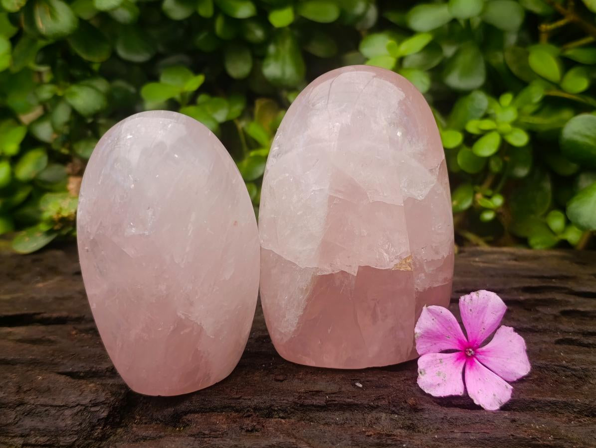 Polished Gemmy Rose Quartz Standing Free Forms x 6 From Madagascar