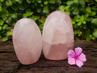 Polished Gemmy Rose Quartz Standing Free Forms x 6 From Madagascar