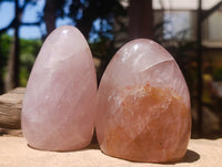 Polished Gemmy Rose Quartz Standing Free Forms x 6 From Madagascar