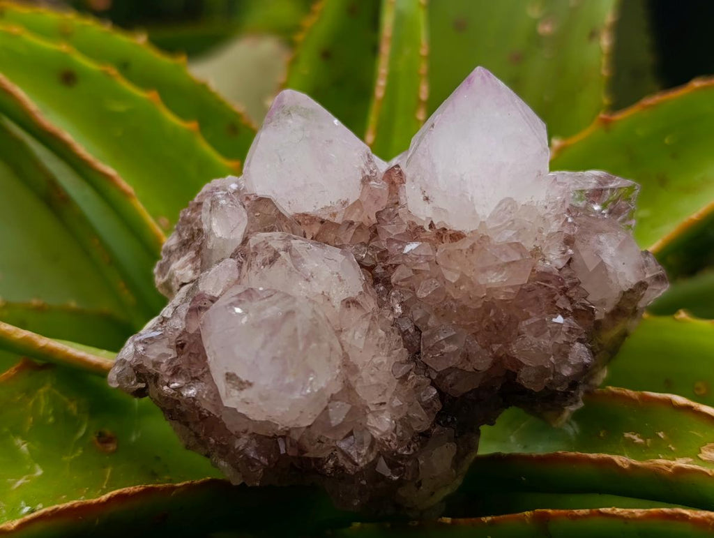 Natural Mauve Red Tinted Spirit Quartz Clusters x 12 From Boekenhouthoek, South Africa