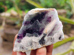 Polished On One Side Watermelon Fluorite Slices x 12 From Uis, Namibia