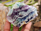 Polished On One Side Watermelon Fluorite Slices x 12 From Uis, Namibia