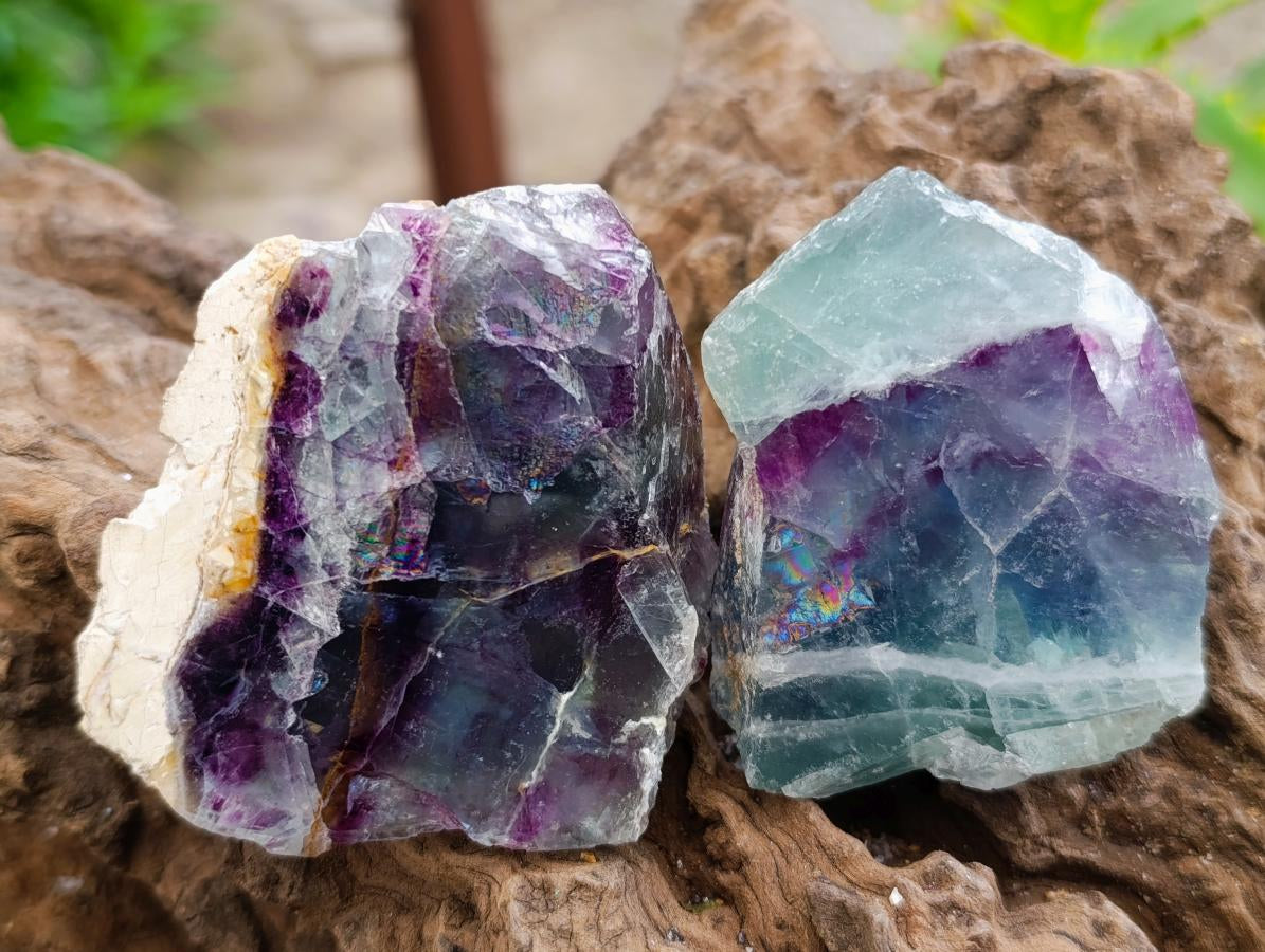 Polished On One Side Watermelon Fluorite Slices x 12 From Uis, Namibia