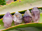 Natural Window Amethyst Crystals x 70 From Chiredzi, Zimbabwe