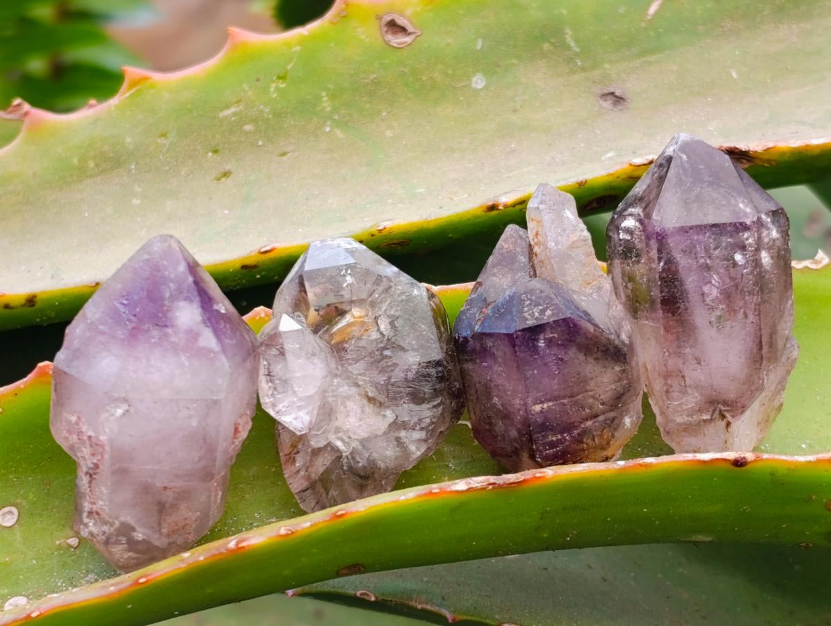 Natural Window Amethyst Crystals x 70 From Chiredzi, Zimbabwe