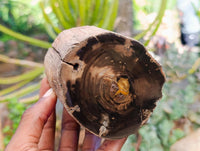 Polished On One Side Petrified Wood Branches x 3 From Gokwe, Zimbabwe