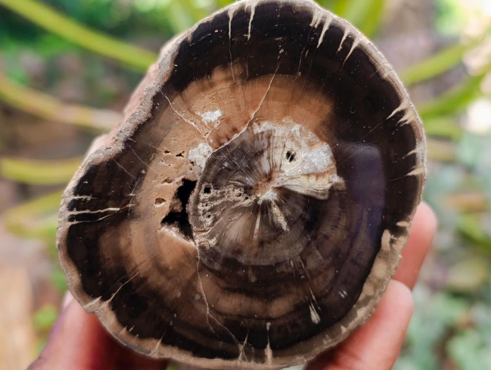 Polished On One Side Petrified Wood Branches x 3 From Gokwe, Zimbabwe - Toprock Gemstones and Minerals 