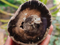 Polished On One Side Petrified Wood Branches x 3 From Gokwe, Zimbabwe - Toprock Gemstones and Minerals 
