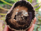 Polished On One Side Petrified Wood Branches x 3 From Gokwe, Zimbabwe - Toprock Gemstones and Minerals 