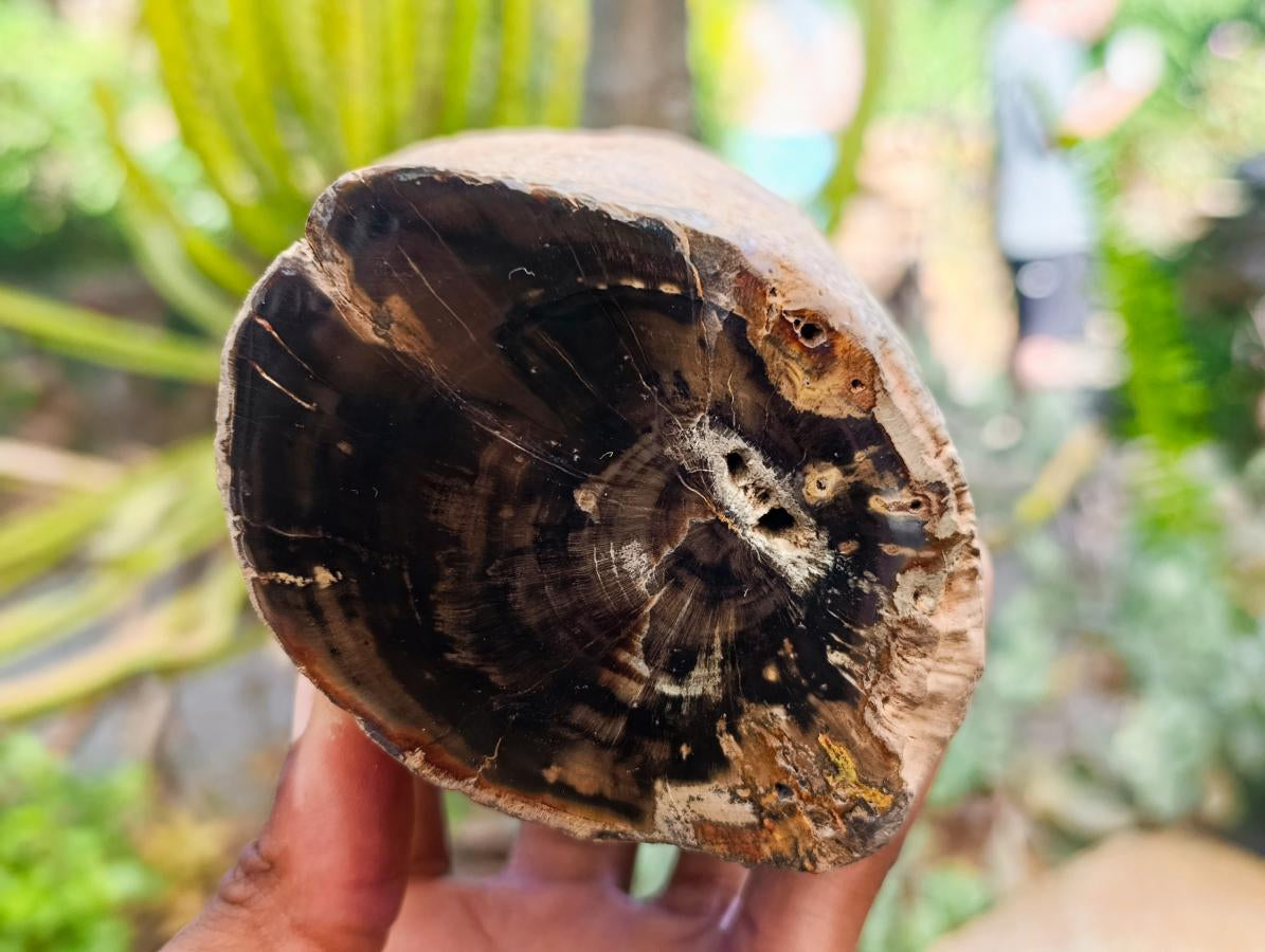 Polished On One Side Petrified Wood Branches x 3 From Gokwe, Zimbabwe