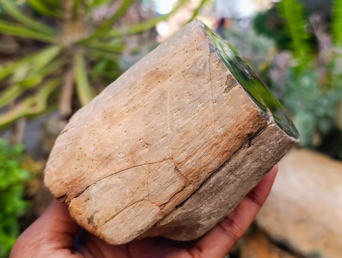 Polished On One Side Petrified Wood Branches x 3 From Gokwe, Zimbabwe - Toprock Gemstones and Minerals 