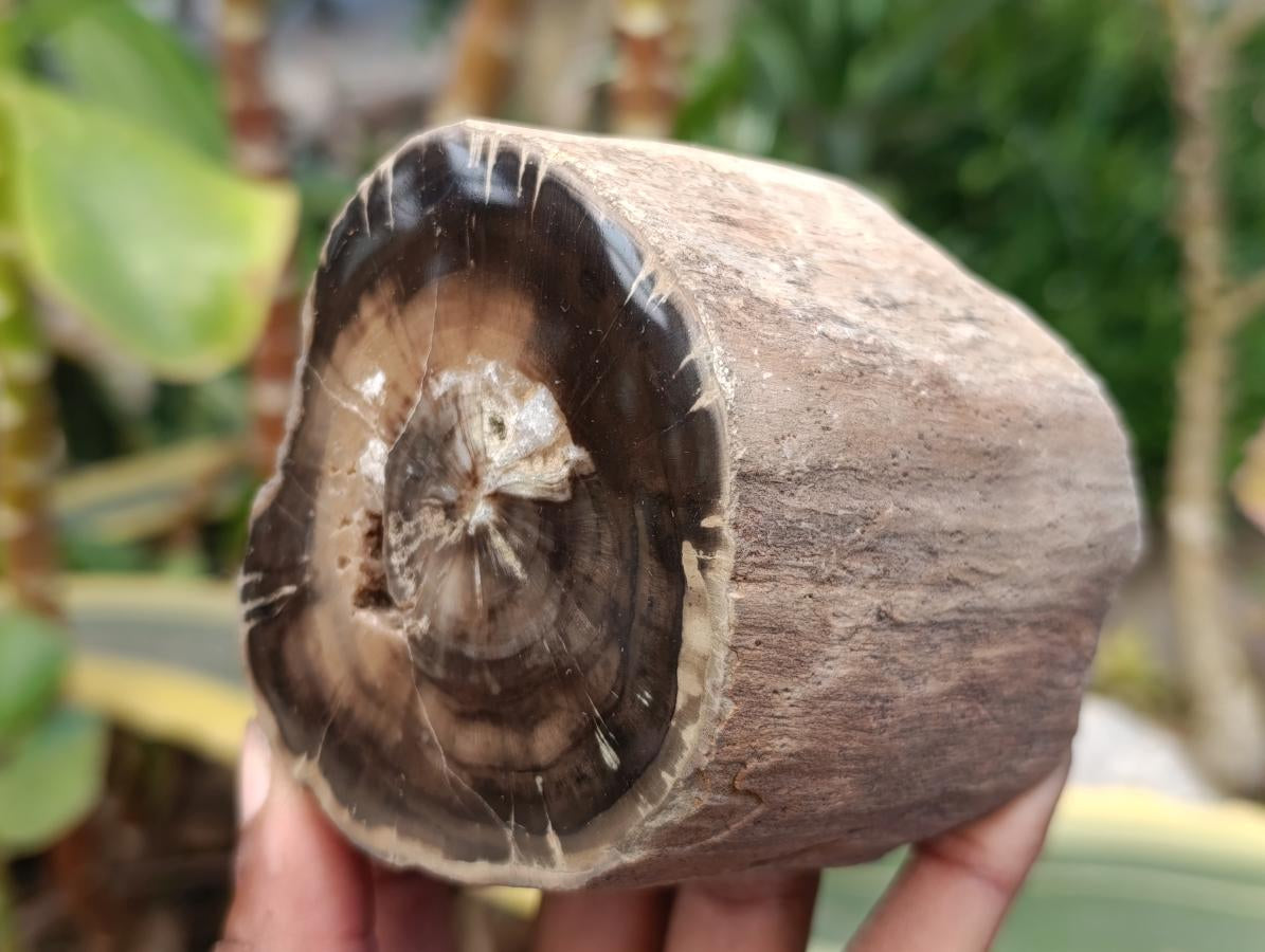 Polished On One Side Petrified Wood Branches x 3 From Gokwe, Zimbabwe