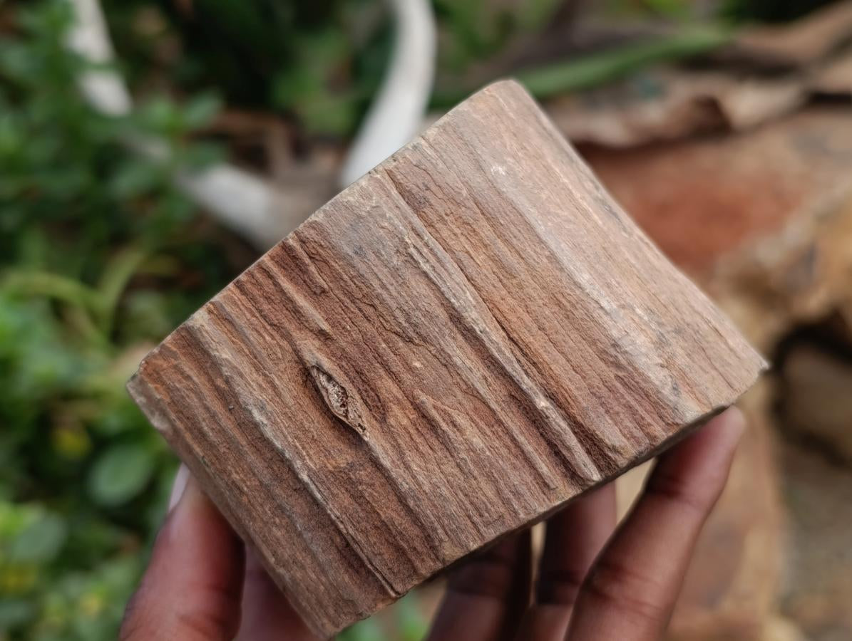 Polished On One Side Petrified Wood Branches x 3 From Gokwe, Zimbabwe