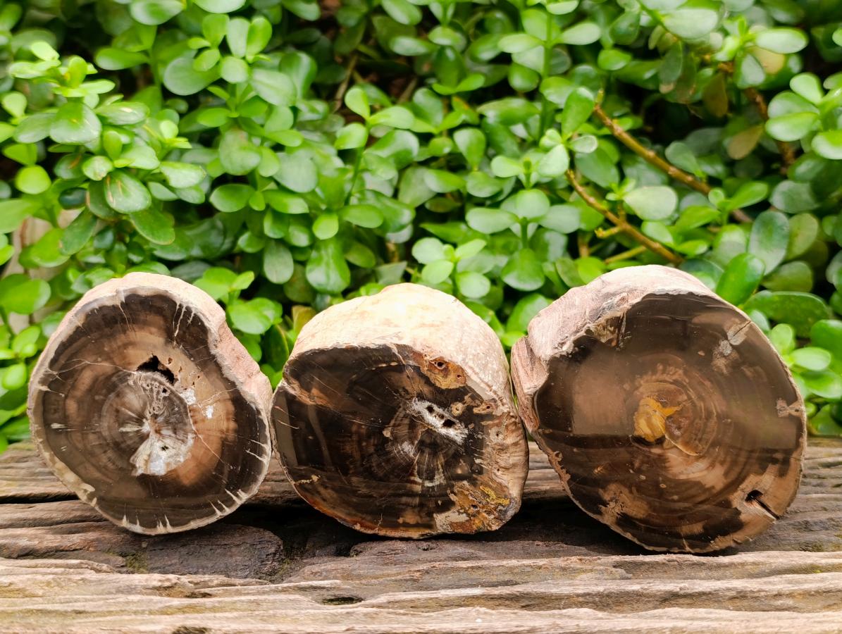 Polished On One Side Petrified Wood Branches x 3 From Gokwe, Zimbabwe
