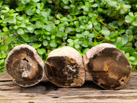 Polished On One Side Petrified Wood Branches x 3 From Gokwe, Zimbabwe