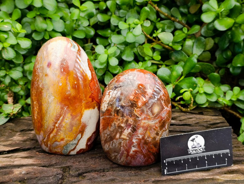 Polished Polychrome Jasper and Petrified Wood Standing Free Forms x 2 From Madagascar