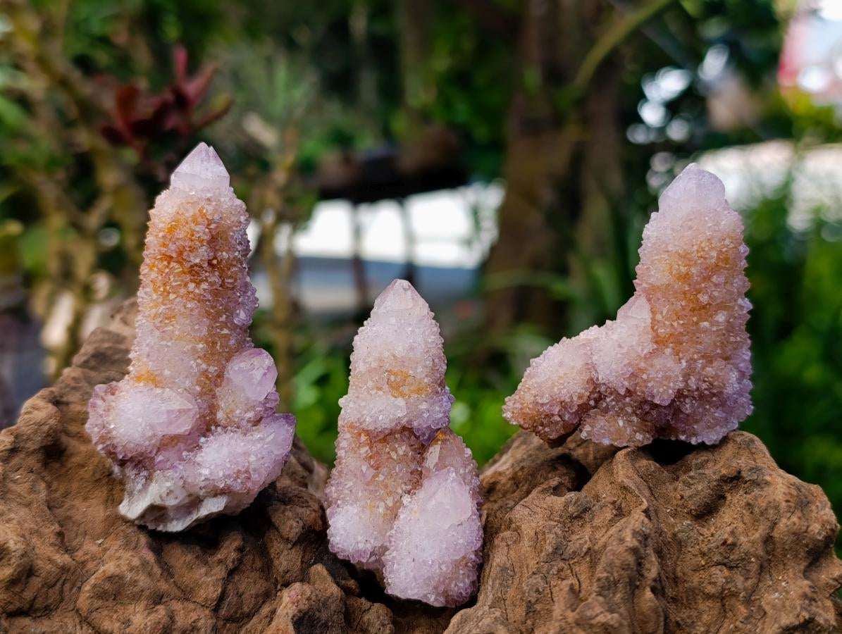 Natural Ametrine Spirit Quartz Crystal Clusters x 12 From Boekenhouthoek, South Africa