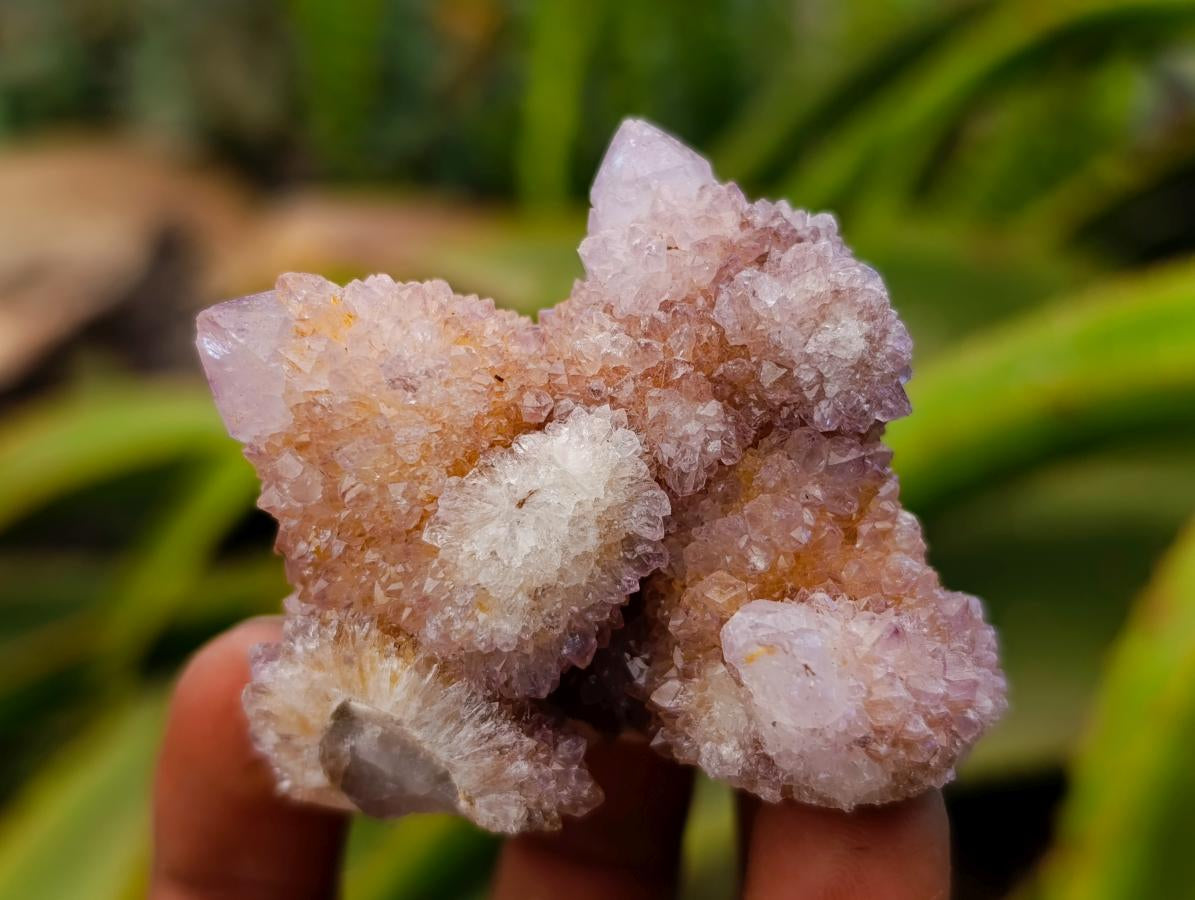 Natural Ametrine Spirit Quartz Crystal Clusters x 12 From Boekenhouthoek, South Africa