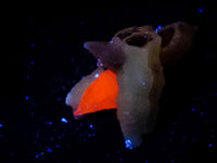 Natural Drusy Quartz Coated Black Tipped Calcite Pseudomorph Specimens x 38 From Albert's Mountain, Lesotho